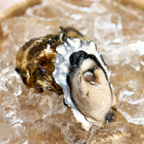 10月販売再開予定!流氷しずく むき身プレミアム生牡蠣